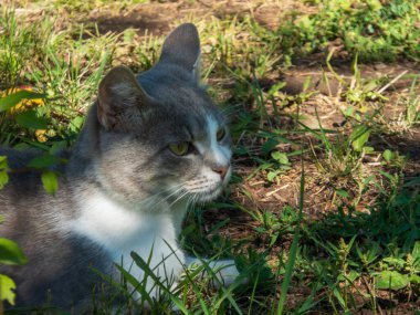Huzurlu bir kedi dışarıda dinleniyor, çevresindekileri izliyor..