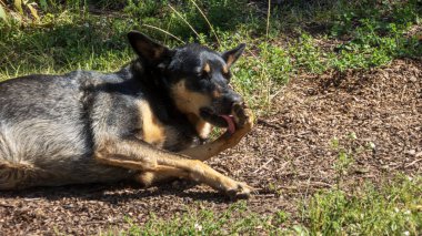 Huzurlu Alman çoban köpeği güneşli bir günde patisini tımar ediyor..
