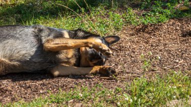 Mutlu köpek çimenlerde sırt üstü yatıyor..