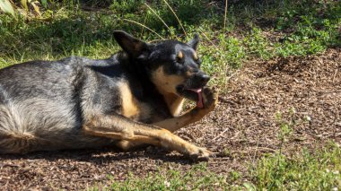 Huzurlu Alman çoban köpeği güneşli bir günde patisini tımar ediyor..