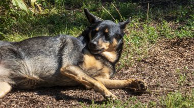 Mutlu köpek çimenlerde yan yatar