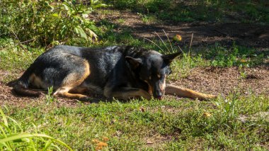 Barışçıl Alman çoban köpeği güneş ışığında yeşil çimlerin üzerinde dinleniyor..