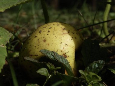 Yerde olgun yeşil bir elmanın yakın plan çekimi..