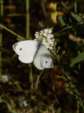 Çiçeklerin üzerinde dinlenen lahanaya yakın plan beyaz kelebek.