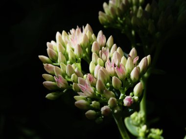 Narin pembe ve yeşil çiçek tomurcuklarına yakın çekim.