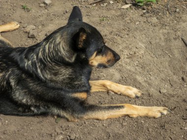 Sakin, siyah ve esmer bir köpek yerde yatıyor..