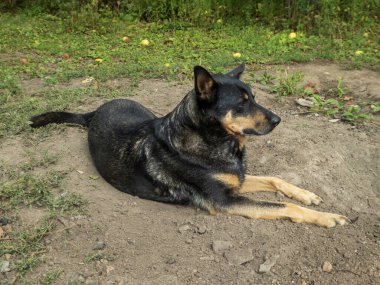 Sakin, siyah ve esmer bir köpek kırsal bir patikada yatıyor..