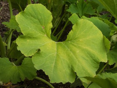 Büyük yeşil bir yaprak, belirgin damarları olan bir bitki..