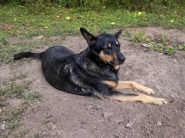 Sakin, siyah ve esmer bir köpek kırsal bir patikada yatıyor..