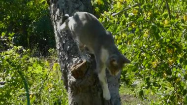 Bir ağaç dalından dikkatlice inen neşeli evcil kedi..
