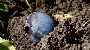 Yeşile yakın çekim ve olgun bir erik üzerinde ev sinekleri.