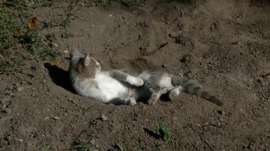 Mutlu bir ev kedisi güneşli bir günde bahçede dinleniyor ve geriniyor..