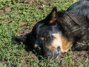 Huzurlu bir köpek güneş ışığında yerde dinleniyor..