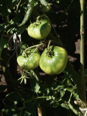 Güneşli bir bahçede yetişen üç taze, olgunlaşmamış domates..