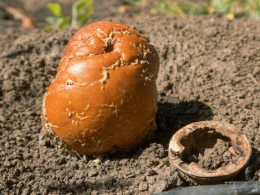 Çürümüş bir elma ve boş ceviz kabuğuna yakın çekim.
