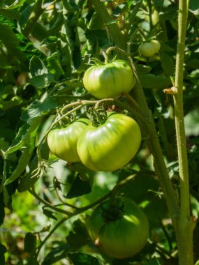 Bir bitkinin üzerinde olgunlaşan büyük yeşil domates kümesi..