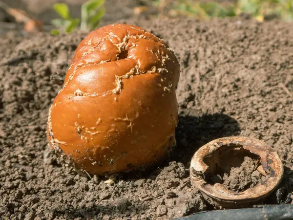 Çürümüş bir elma ve boş ceviz kabuğuna yakın çekim.