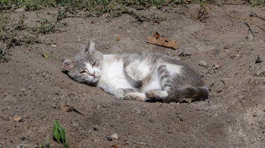 Sıcak, güneşli bir günde dışarıda uyuyan huzurlu bir kedi yavrusu..