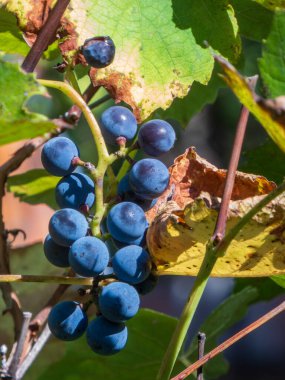 Doğadaki bir sarmaşıkta koyu mavi böğürtlenlere yakın çekim.