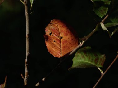 Karanlık bir arka planda canlı bir sonbahar yaprağının yakın çekimi..
