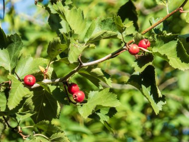 Güneşli bir ağaç dalında parlak kırmızı böğürtlenlere yakın çekim.