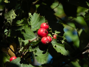 Yeşil bir dala asılı parlak kırmızı böğürtlenler..