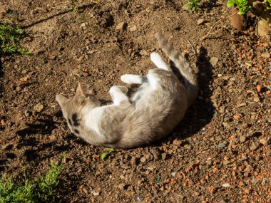 Şirin bir tekir kedi, çamurda rahat bir şekilde uyuyor..