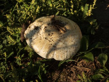 Ormanın zemininde tek bir vahşi mantar yatıyor..