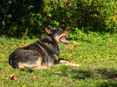 Mutlu bir köpek parkta dinlenirken esniyor..