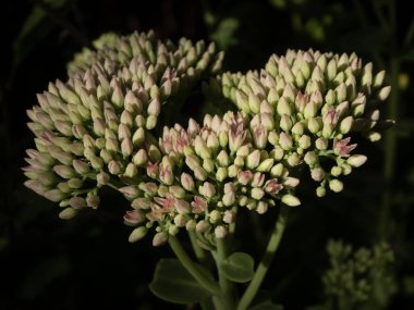 Sedum çiçek tomurcuklarının doğal ışıkta açmaya hazırlandığı yakın plan..