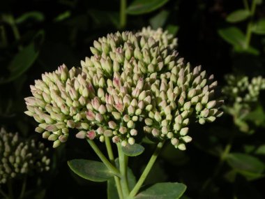 Sedum çiçek tomurcuklarının doğal ışıkta açmaya hazırlandığı yakın plan..