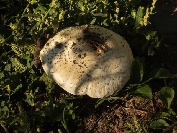 Ormanın zemininde tek bir vahşi mantar yatıyor..