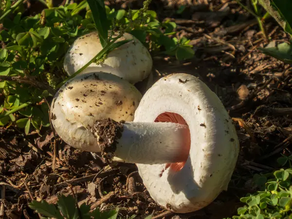 Doğal ortamlarında yabani mantarlara yakın çekim.