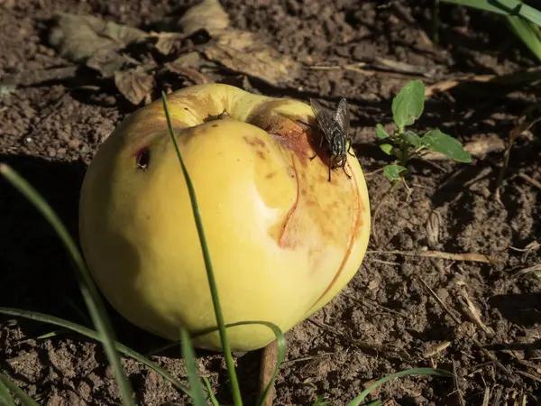 Bir sinek yere düşmüş sarı bir elmanın üzerinde dinlenir..