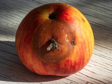 Çürüyen bir elmanın doğal ışıkla aydınlatılmış bir sinekle yakın çekimi..