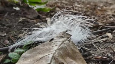 Kuru bir yaprağın üzerinde narin beyaz tüyler, rüzgarda sallanıyor..