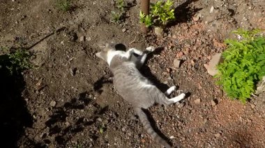 Mutlu kedi güneşin tadını çıkarıyor, neşeyle yerde yuvarlanıyor..