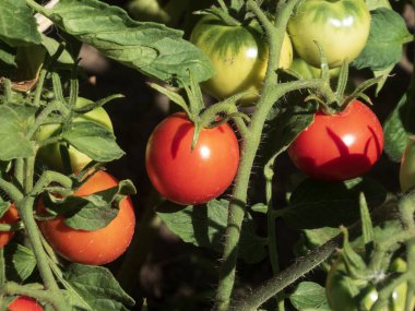 Yaz güneşinin altında olgunlaşan taze organik domatesler..