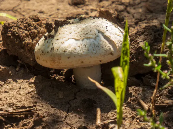 Yerden çıkan beyaz bir mantarın yakın çekimi.