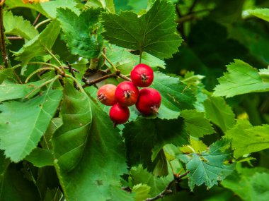 Doğada yeşil yaprakların arasında yetişen canlı kızıl dikenli meyveler..