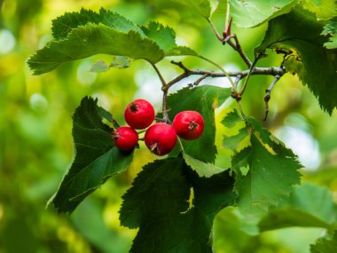 Doğada yeşil yaprakların arasında yetişen canlı kızıl dikenli meyveler..