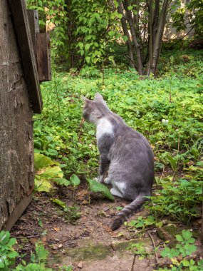 Huzurlu kedi hayatı düşünüyor, yemyeşil yaz yapraklarıyla çevrili..