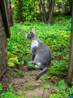 Huzurlu kedi hayatı düşünüyor, yemyeşil yaz yapraklarıyla çevrili..