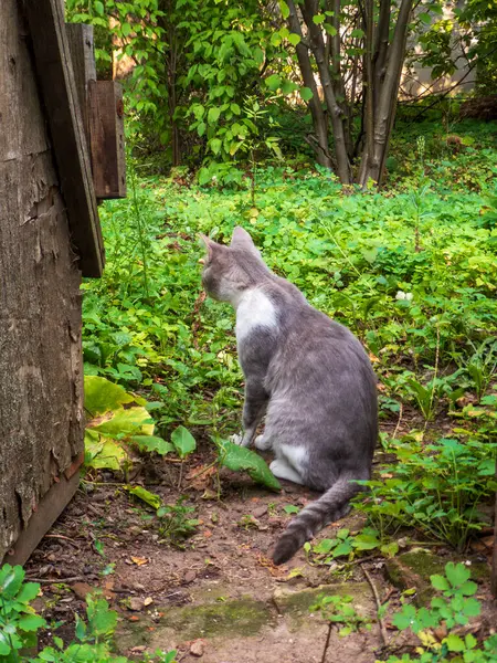 Huzurlu kedi hayatı düşünüyor, yemyeşil yaz yapraklarıyla çevrili..