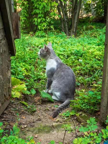 Huzurlu kedi hayatı düşünüyor, yemyeşil yaz yapraklarıyla çevrili..