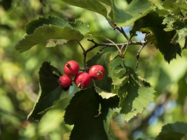 Parlak kırmızı böğürtlen ve yeşil yaprakların doğal ışıkta yakın çekimi.
