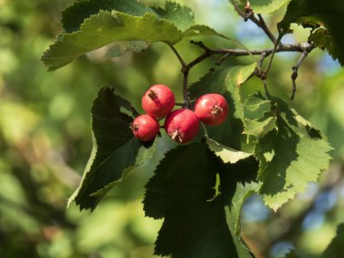 Bir yaz dalında yetişen canlı kızıl dikenli böğürtlenlere yakın çekim.