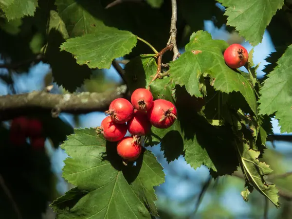 Parlak kırmızı böğürtlen ve yeşil yaprakların doğal ışıkta yakınlaşması.