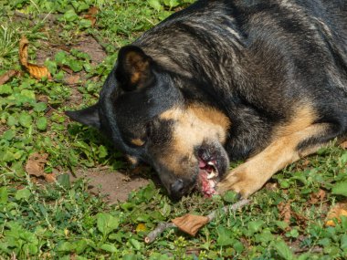 Doğal ışıkta uyuyan bir köpeğin yakın çekimi..
