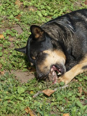 Kemik kemiren bir köpeğin yakın plan çekimi..